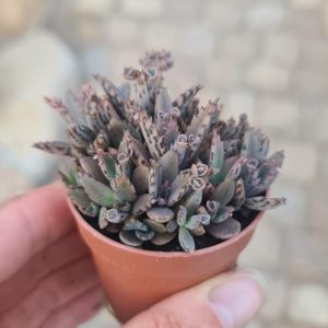 Kalanchoe daigremontiana