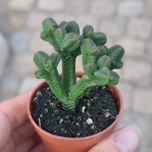 Crassula pyramidalis