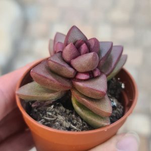 Crassula "Benjamin"