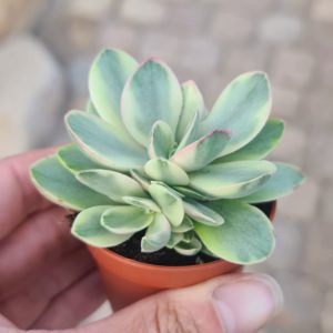 Crassula platyphylla variegata