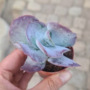 Cotyledon orbiculata 'Red Flame'