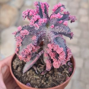 Kalanchoe daigremontiana "Pink Butterflies"
