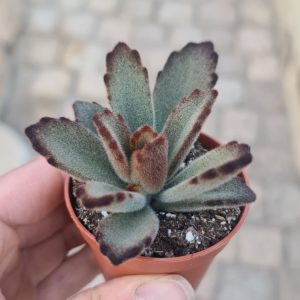 Kalanchoe tomentosa "Chocolate soldier"