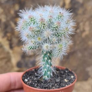 Opuntia maiffretii