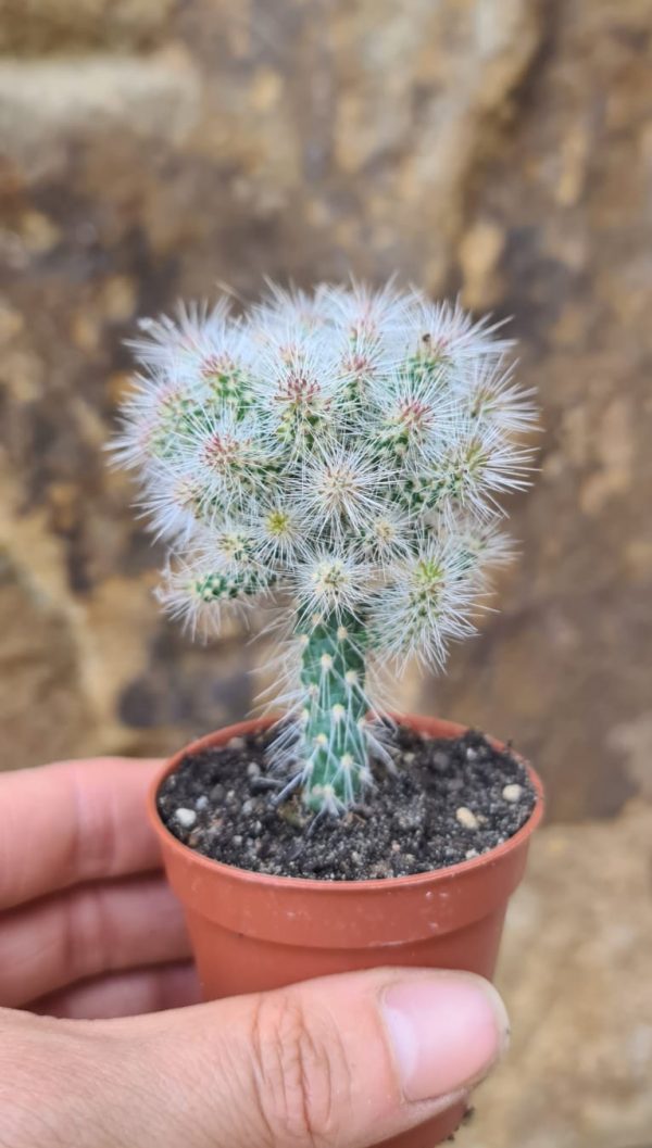 Opuntia maiffretii