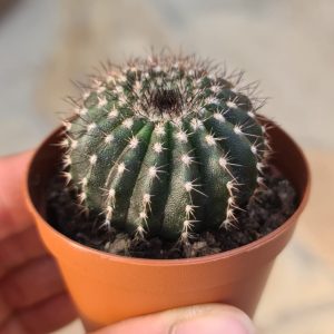 Uebelmannia pectinifera