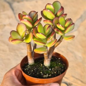 Crassula portulacea