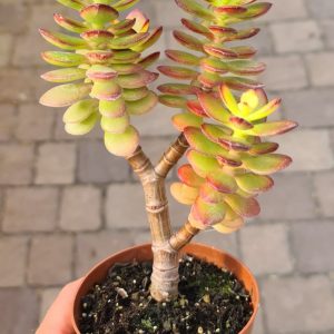 Crassula portulacea minima Bonsai