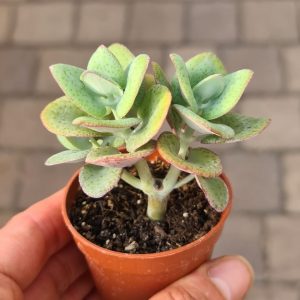 Crassula cordata