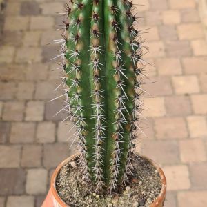 Marshallocereus thurberi