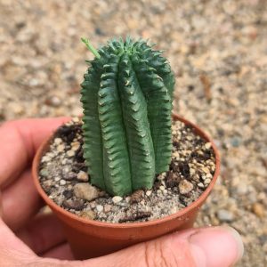 Euphorbia infausta