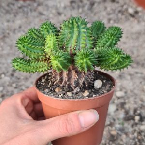 Euphorbia susannae