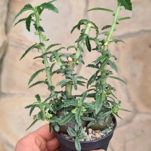 Dorstenia hildebrandtii forma crispa