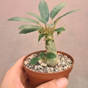 Dorstenia foetida