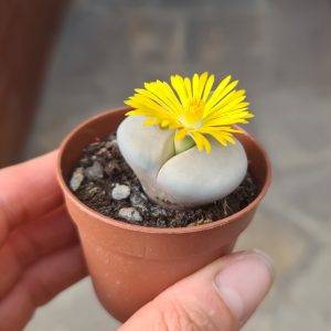 Lithops pseudotruncatella ssp. groendrayensis C246