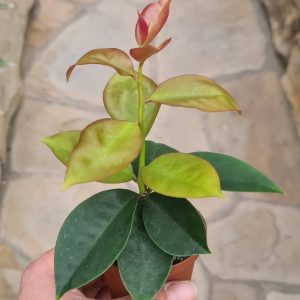Pereskia aculeata var. godseffiana