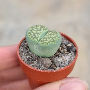 Lithops fulleri cv. Fuller Green