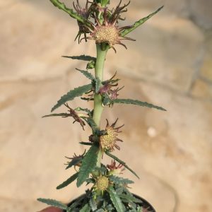 Dorstenia hildebrandtii forma crispa