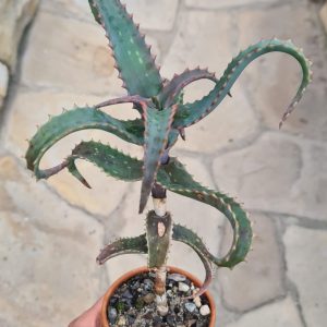 Aloe elgonica