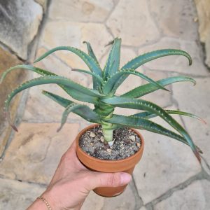 Aloe arborescens (Heilaloe)