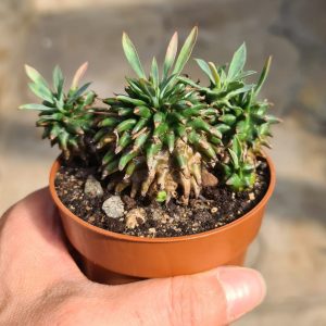 Euphorbia bupleurifolia x susannae
