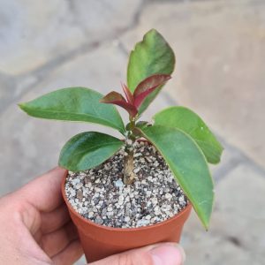 Pereskia aculeata var. godseffiana