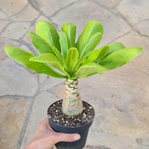 Brighamia insignis
