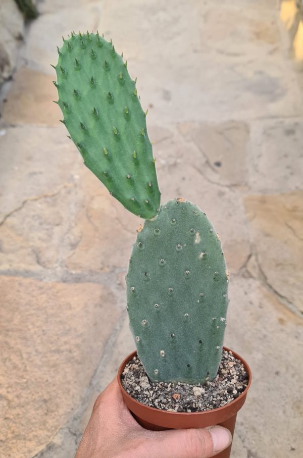 Opuntia tomentosa
