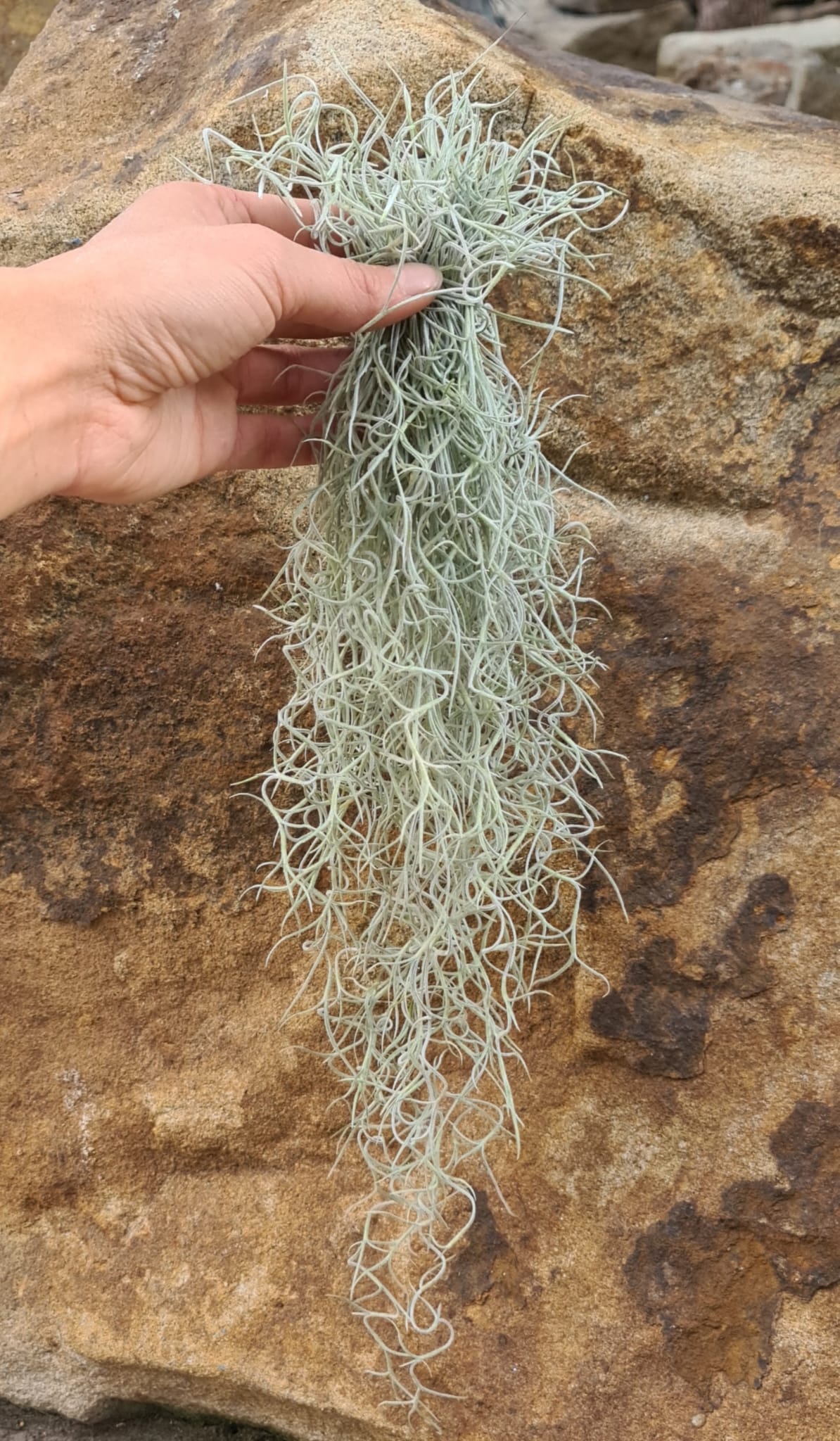 Tillandsia usneoides Louisianamoos