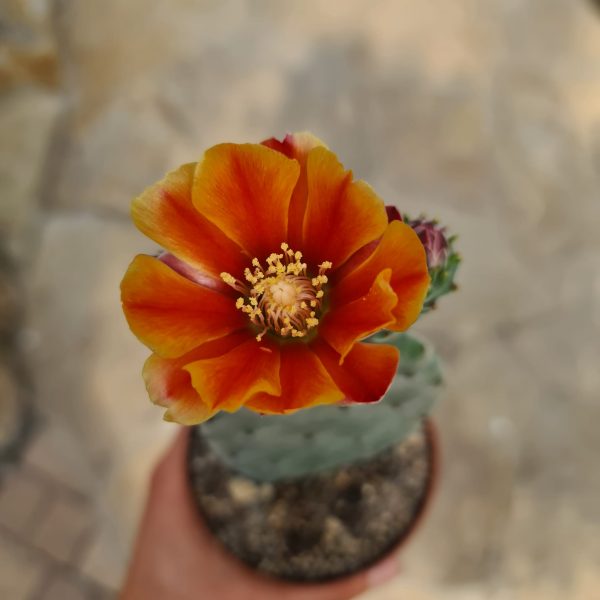 Opuntia tomentosa