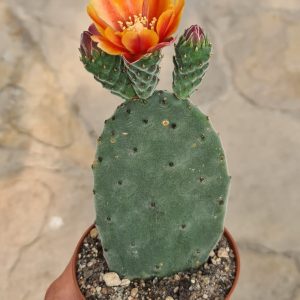 Opuntia tomentosa