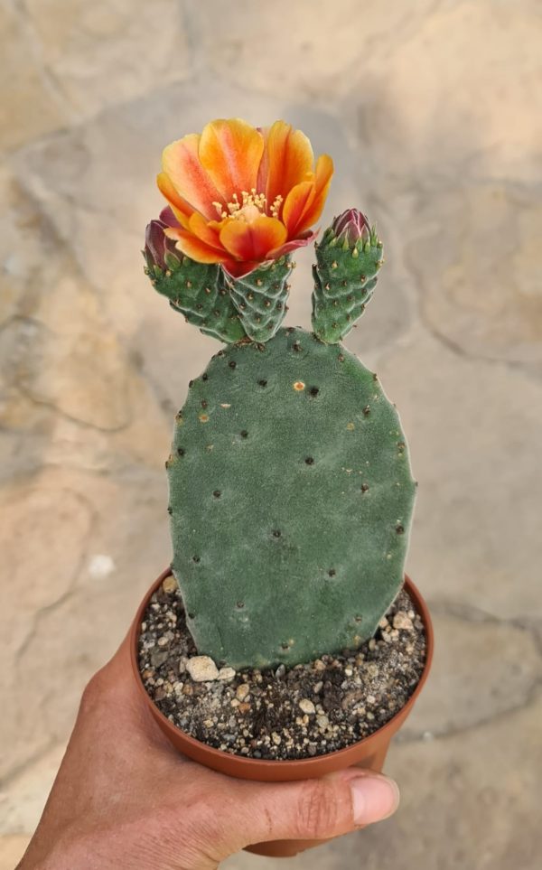 Opuntia tomentosa