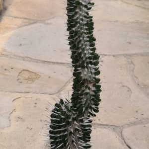 Alluaudia montagnacii