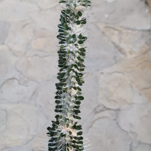 Alluaudia montagnacii