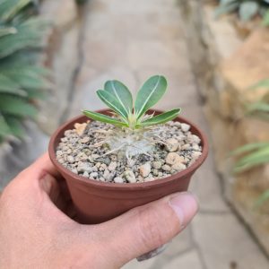 Pachypodium brevicaule