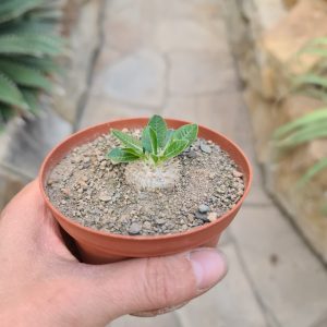 Pachypodium eburneum