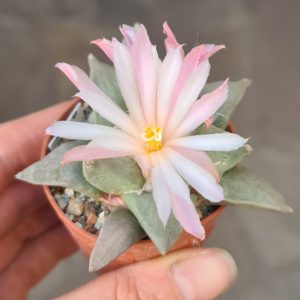 Ariocarpus retusus minimus EI Ranchito Casilas