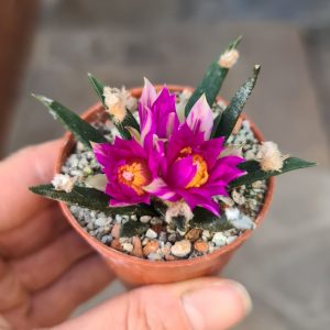 Ariocarpus agavoides Tula
