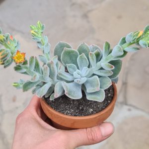 Echeveria pulvinata cv. Frosty hybr.
