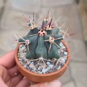 Ferocactus rectispinus