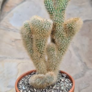 Borzicactus roezlii cristata