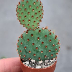 Opuntia microdasys rufida