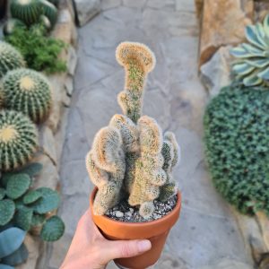 Borzicactus roezlii cristata