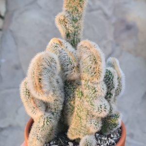 Borzicactus roezlii cristata