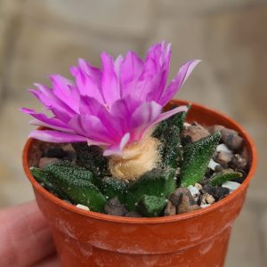 Ariocarpus retusus Huizache