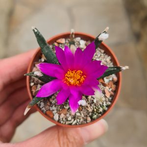 Ariocarpus agavoides Tula