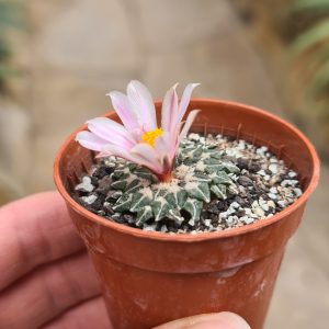 Ariocarpus kotschoubeyanus albiflorus Tula