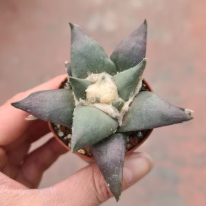 Ariocarpus confusus MM144 Dolores