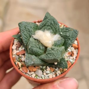 Ariocarpus fissuratus KMR92 w Ocampo