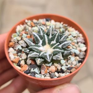 Ariocarpus kotschoubeyanus elephantidens Vista Hermosa